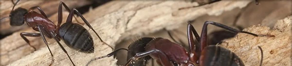 Close-up of ants on wood showing an active ant infestation in Columbus, OH