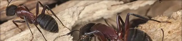 Close-up of ants on wood showing an active ant infestation in Columbus, OH
