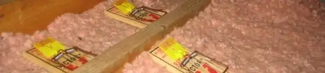 Mouse traps placed in an attic for rodent control in Columbus, OH