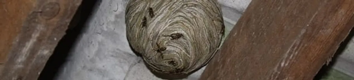 Wasp nest in an attic space, a common home infestation risk in Columbus, OH