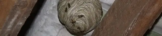 Wasp nest in an attic space, a common home infestation risk in Columbus, OH