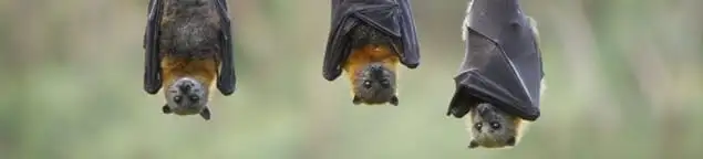 Bats roosting together, a common sign of a bat infestation in Columbus, OH