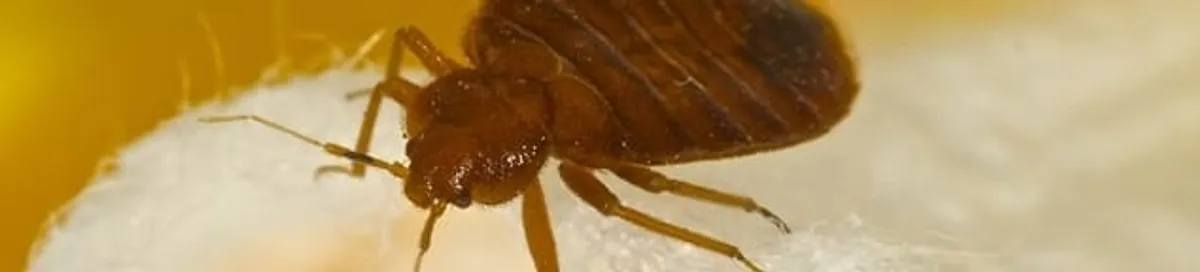 Close-up of a bed bug, a sign of an active infestation in Columbus, OH