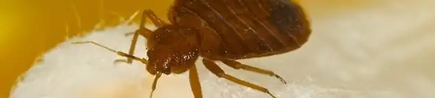 Close-up of a bed bug, a sign of an active infestation in Columbus, OH