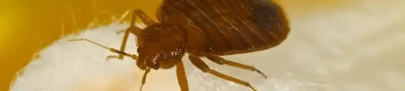 Close-up of a bed bug, a sign of an active infestation in Columbus, OH
