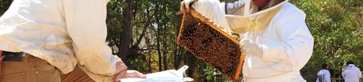 Bee removal specialists relocating a hive and honeycomb safely in Columbus, OH