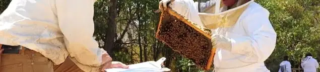 Bee removal specialists relocating a hive and honeycomb safely in Columbus, OH