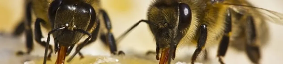 Close-up of honey bees, a sign of a nearby hive in Columbus, OH