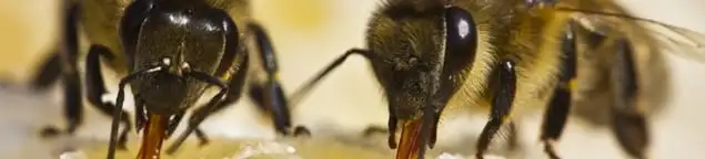 Close-up of honey bees, a sign of a nearby hive in Columbus, OH