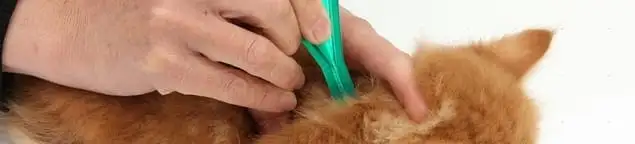Flea treatment for pets using a flea comb, a sign of flea problems in Columbus, OH