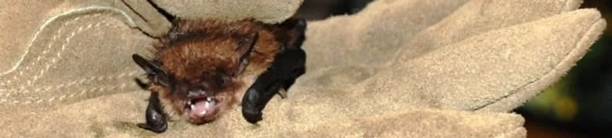 Bat removal specialist holding a bat safely during humane exclusion in Columbus, OH