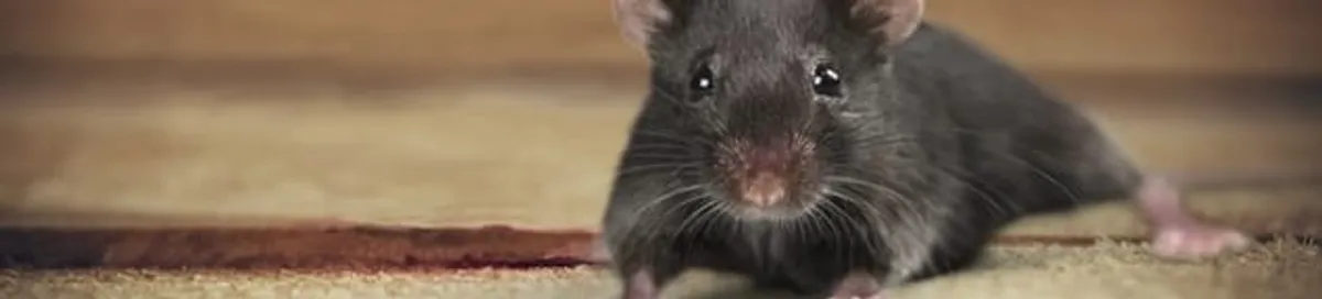 Mouse indoors, a common sign of a rodent infestation in Columbus, OH