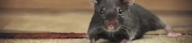 Mouse indoors, a common sign of a rodent infestation in Columbus, OH