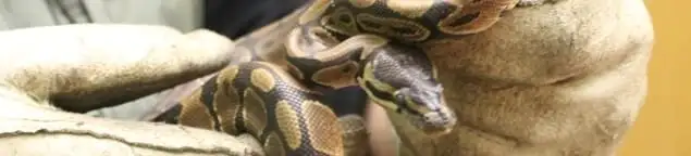 Snake removal specialist safely handling a snake with protective gloves in Columbus, OH
