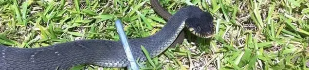 Snake in a yard, a common sign of a snake problem near a home in Columbus, OH