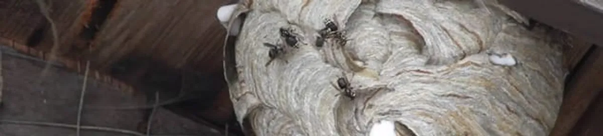 Close-up of a wasp nest with active wasps, a sign of an infestation in Columbus, OH