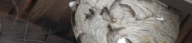 Close-up of a wasp nest with active wasps, a sign of an infestation in Columbus, OH